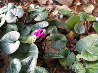 Cyclamen coum6.11..jpg