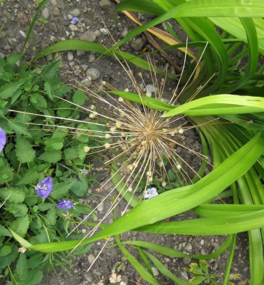 Allium christophii_1026.jpg