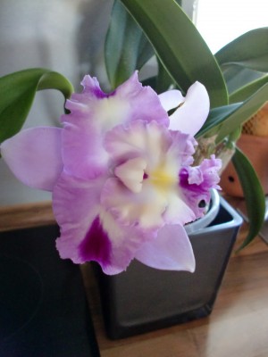 Cattleya Hybride 1-16.jpg