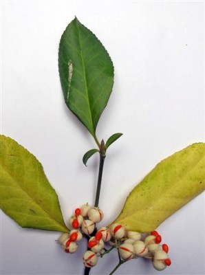 Euonymus fortunei (1).JPG