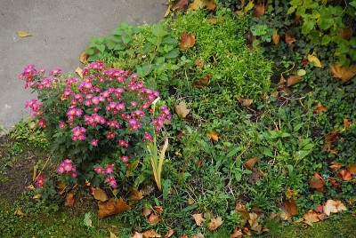 dsc_8278_Beet_Herbst.jpg