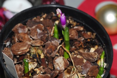 dsc_8328_Bletilla_striata.jpg