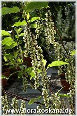 stachyurus_chinensis_8_-_200307.jpg