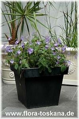 streptocarpus_saxorum_4_-_010706.jpg