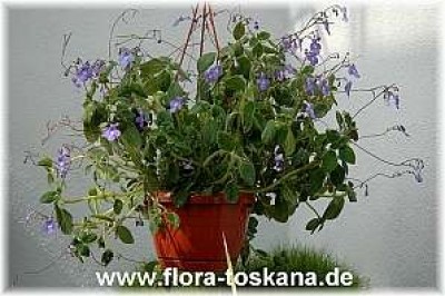 streptocarpus_saxorum_2_-_030706.jpg