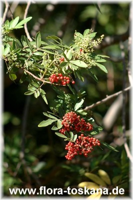 schinus_terebinthifolius_2_-_280905.jpg