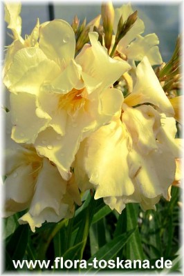 nerium_oleander_gelb_gefuellt_3_-_digi.jpg