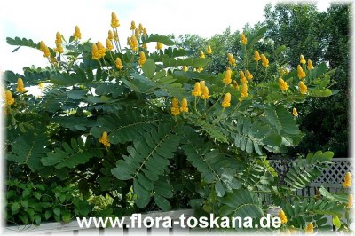 cassia_alata_3_-_041106.jpg