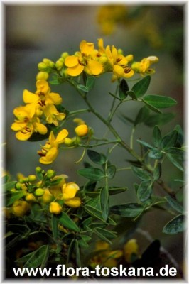 cassia_floribunda_-_dia.jpg