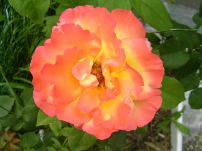 rose 001.JPG