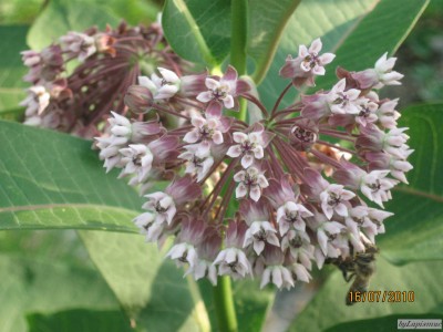 Asclepias syriaca.JPG