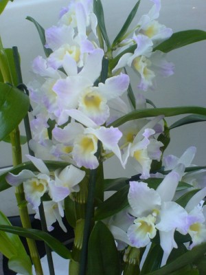 Dendrobium 2.JPG