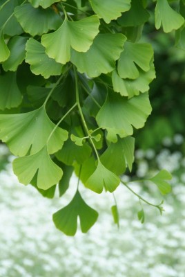 2647-Ginkgoblaetter-Detail.jpg