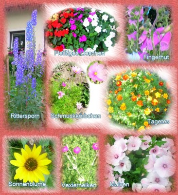 BLUMENMIX 8 Sorten.jpg