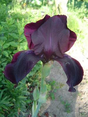 Iris schwarz.jpg