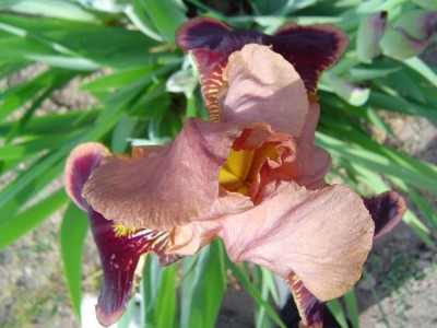 Iris 2011 (5).jpg