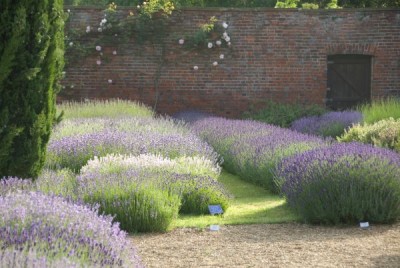 2654-Lavendels in der Grafschaft Kent.jpg