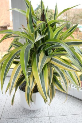 dracaena1.jpg