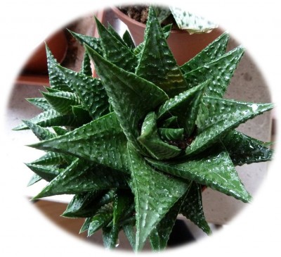 AloeHaworthia_xxx.jpg