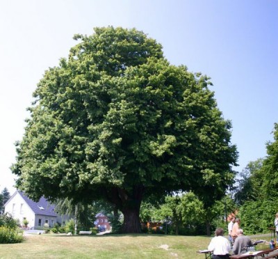 alter Baum_2676.jpg