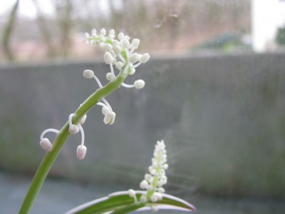 Scilla variegata Blütenstand.jpg