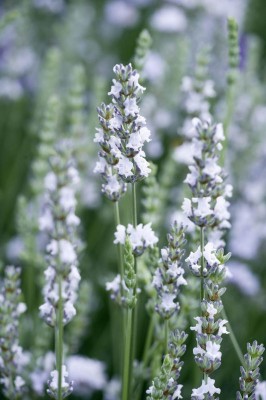 Lavendel-Naturheilkunde_2686_3.jpg