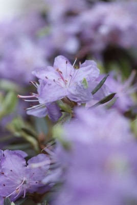 Blüten Farbenspektrum_2693.jpg