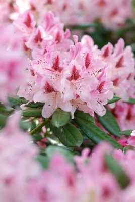 Einzelblüten der Rhododendren_2693.jpg