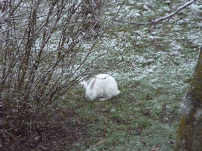 osterhase.jpg