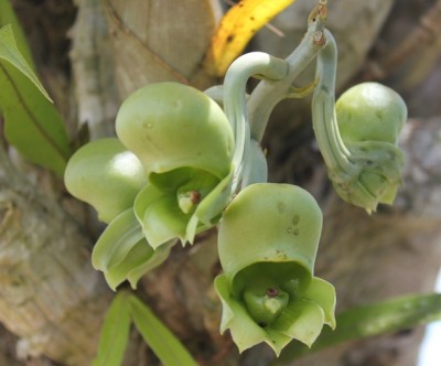 Catasetum expansum vielleicht, IMG_9298.JPG