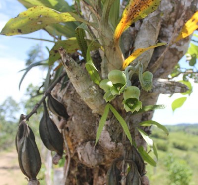 Catasetum expansum vielleicht, IMG_9297.JPG