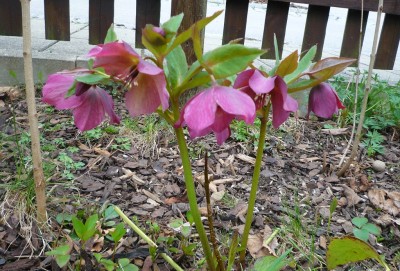 Helleborus.JPG