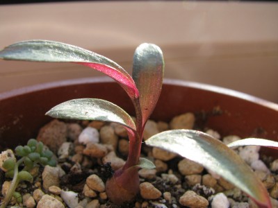 Glitzer-Scilla.jpg