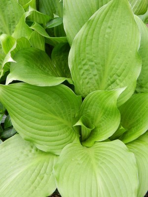 Hosta -ich-war-schon-im-Garten.JPG