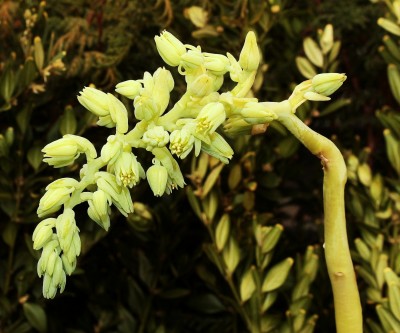 Cremnophila linguifolia (4a).jpg