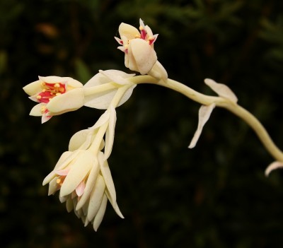 Pachyphytum werdermannii 2009-223 (3a).jpg