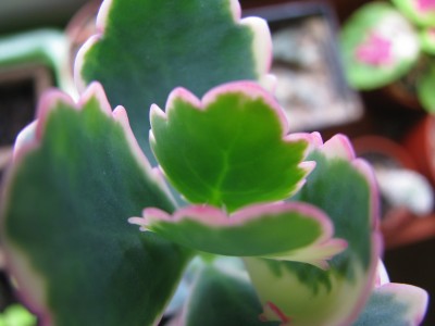 Kalanchoe Adern.jpg