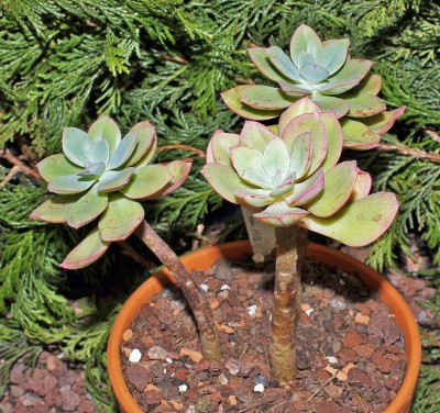 Echeveria quitensis 2009-190 (2a).jpg