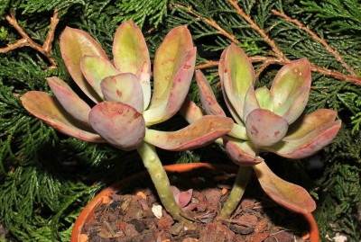 Echeveria bicolor 2009-159 (4a).jpg