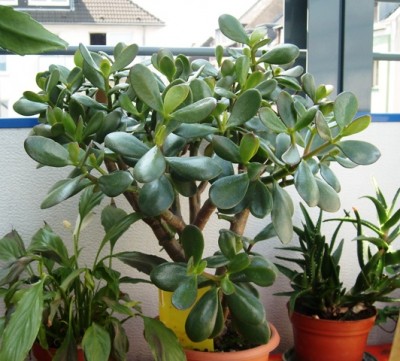 Crassula.JPG