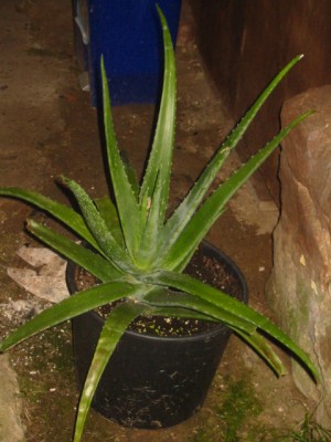 Aloe Groß.JPG