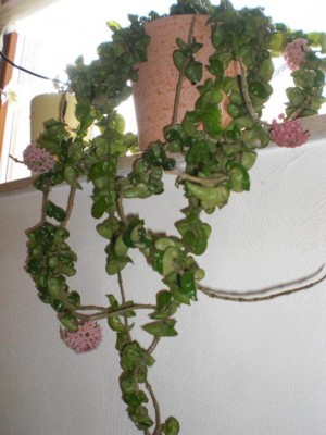 Hoya-unbekanntHabit.jpg