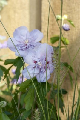 Gartenpflanze-Eibisch.jpg