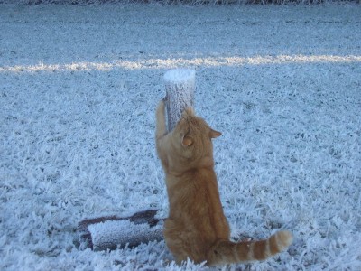 schneekatze.JPG