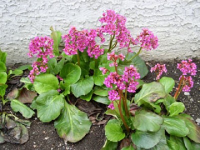 Bergenia cordifolia_bloomFloraFauna.jpg