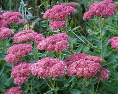 sedum.jpg