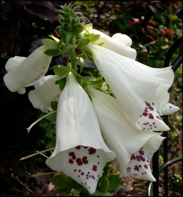 Digitalis2.jpg