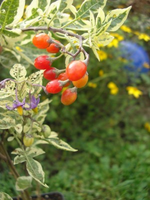 solanum.JPG