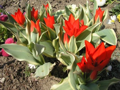 tulpen.JPG