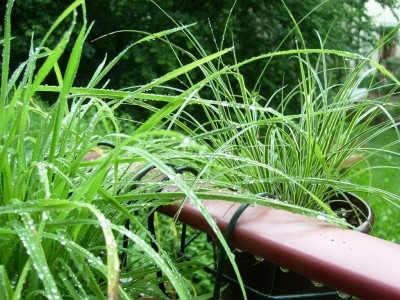 Carex brunnea und Wiesengräser.JPG